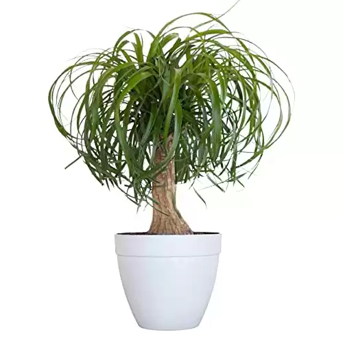 United Nursery Ponytail Palm Live Bonsai Plant, Elephants Foot Indoor Outdoor Easy Care, Low Maintenance House Plant in 6 inch White Décor Pot, Fresh from Our Farm