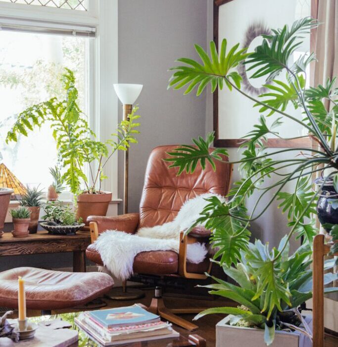 The Best Indoor Plants for Every Room in Your Home